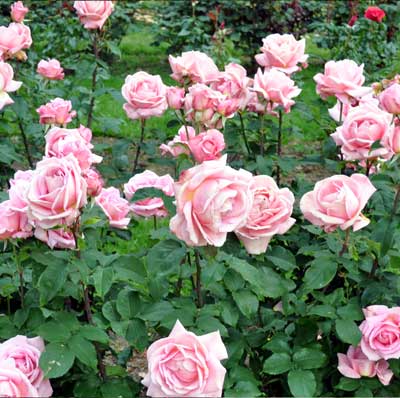 PLANT MAINTENANCE SERVICES - plants